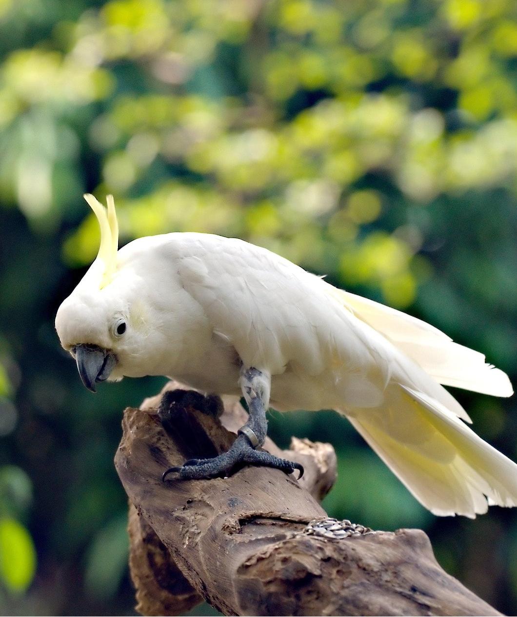 🌟 A Guide to Common Sulphur-Crested Cockatoos & How to Care for Them
